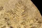 Fossil Pine Branches and Leaves In Travertine - Austria #113061-2